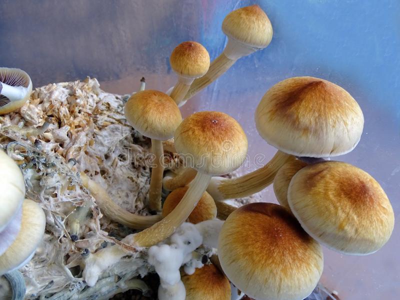 Know more about the benefits of  Of Shrooms