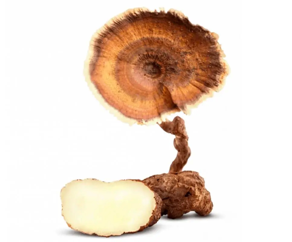 Allergies and Adverse Reactions to Tiger Milk Mushroom Consumption