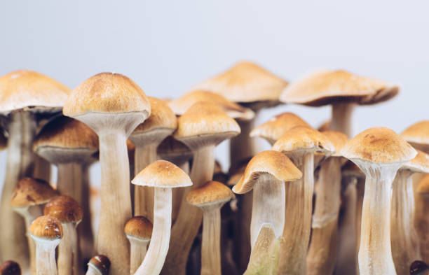 Magic Mushrooms: The Drug That Could Change Your Life