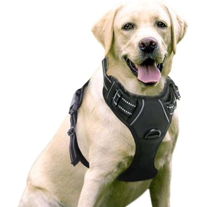 3 Benefits of Using a No Pull Harness with Your Dog