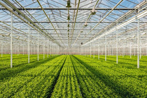 Saving Money On Greenhouses