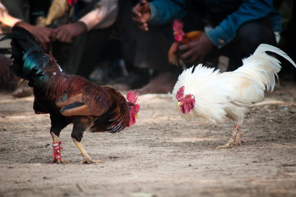Everything You Need to Know About Online Cockfighting