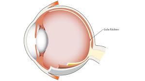 The macula of an eye- An ultimate guide