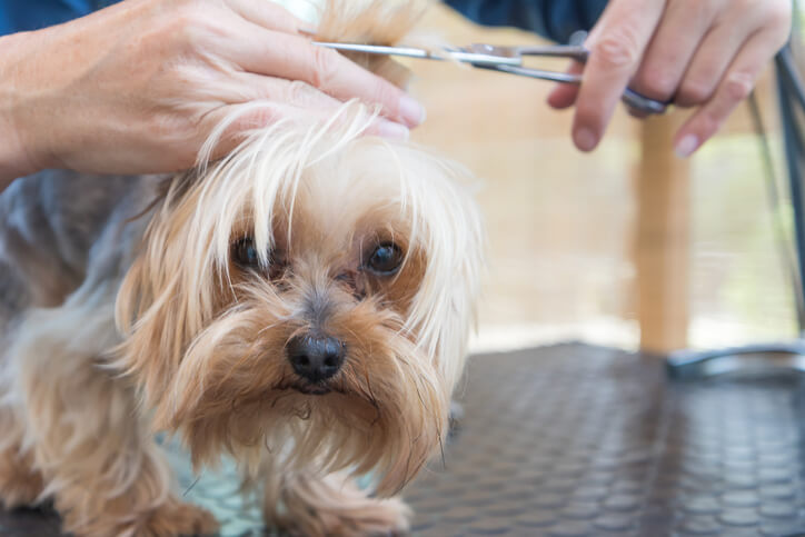 Why You Should Groom Your Dog