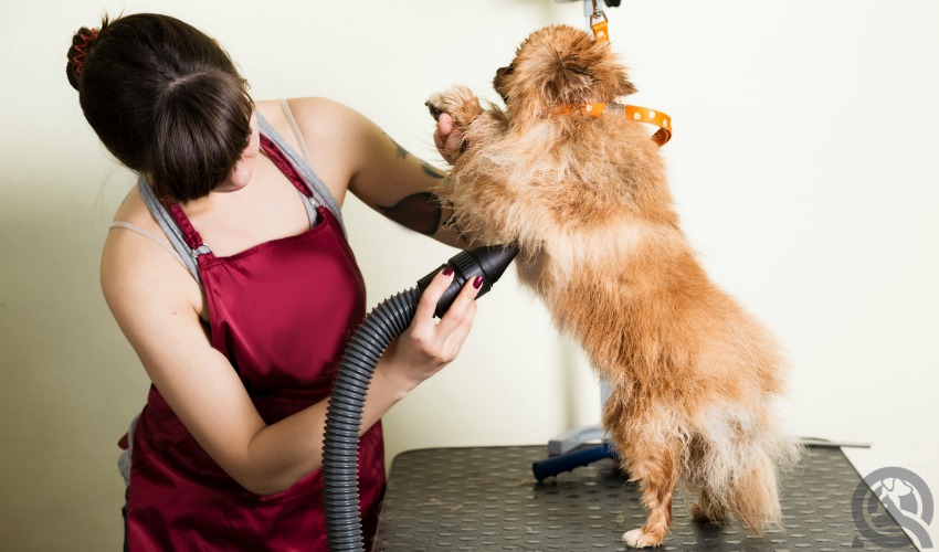 Precisely What Is Dogs’ Blow Dryer? How Using It Is Safe For Pets?