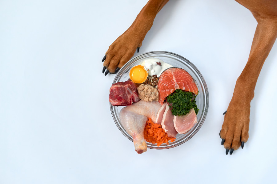 Raw Dog Food diet so your dog can stay healthier