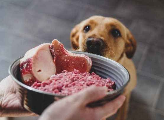 Raw dog food for Dogs with Cancer