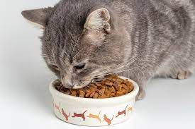 Best All Natural Wet Kitten Food Brands – Choose From These 5 Delicious Recipes to Give Your Pet the Best Nutrition Possible
