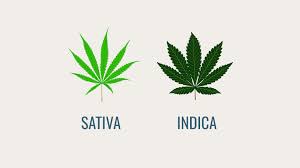 Practical Uses For Indica And Sativa Varieties Of Cannabis