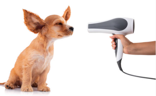 The Very Best Dog Blow Dryers for any Fluffy and Delighted Pooch