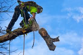 Tree Service Houston for Storm-Ready Tree Care
